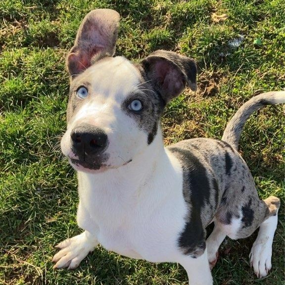 Moon Pie, adopted, Young Male Anatolian Shepherd.