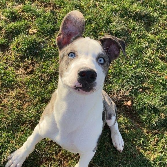 Moon Pie, an adopted Anatolian Shepherd in Xenia , OH image 2/3
