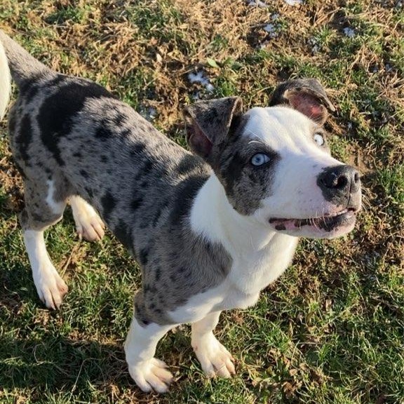 Moon Pie, an adopted Anatolian Shepherd in Xenia , OH image 3/3