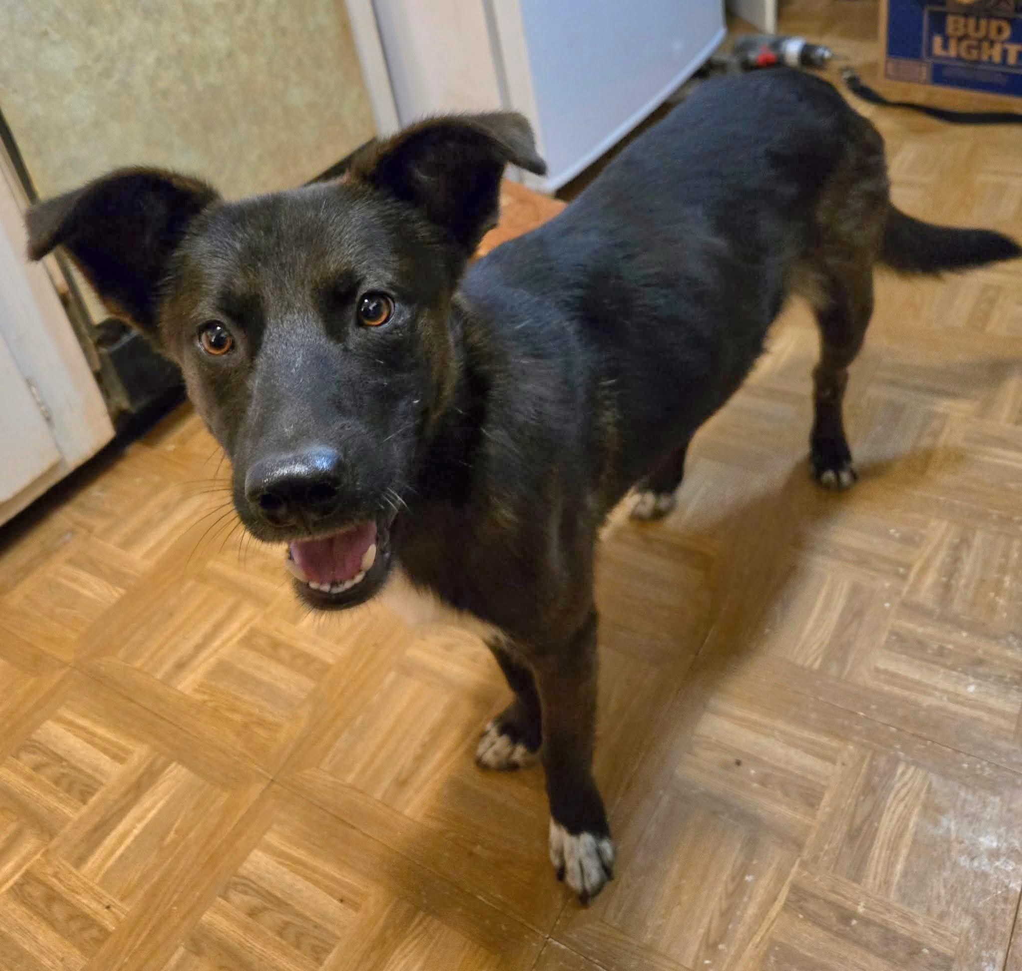 Enlarge Garrett , an adopted mixed breed in Sioux City, IA image 1/4