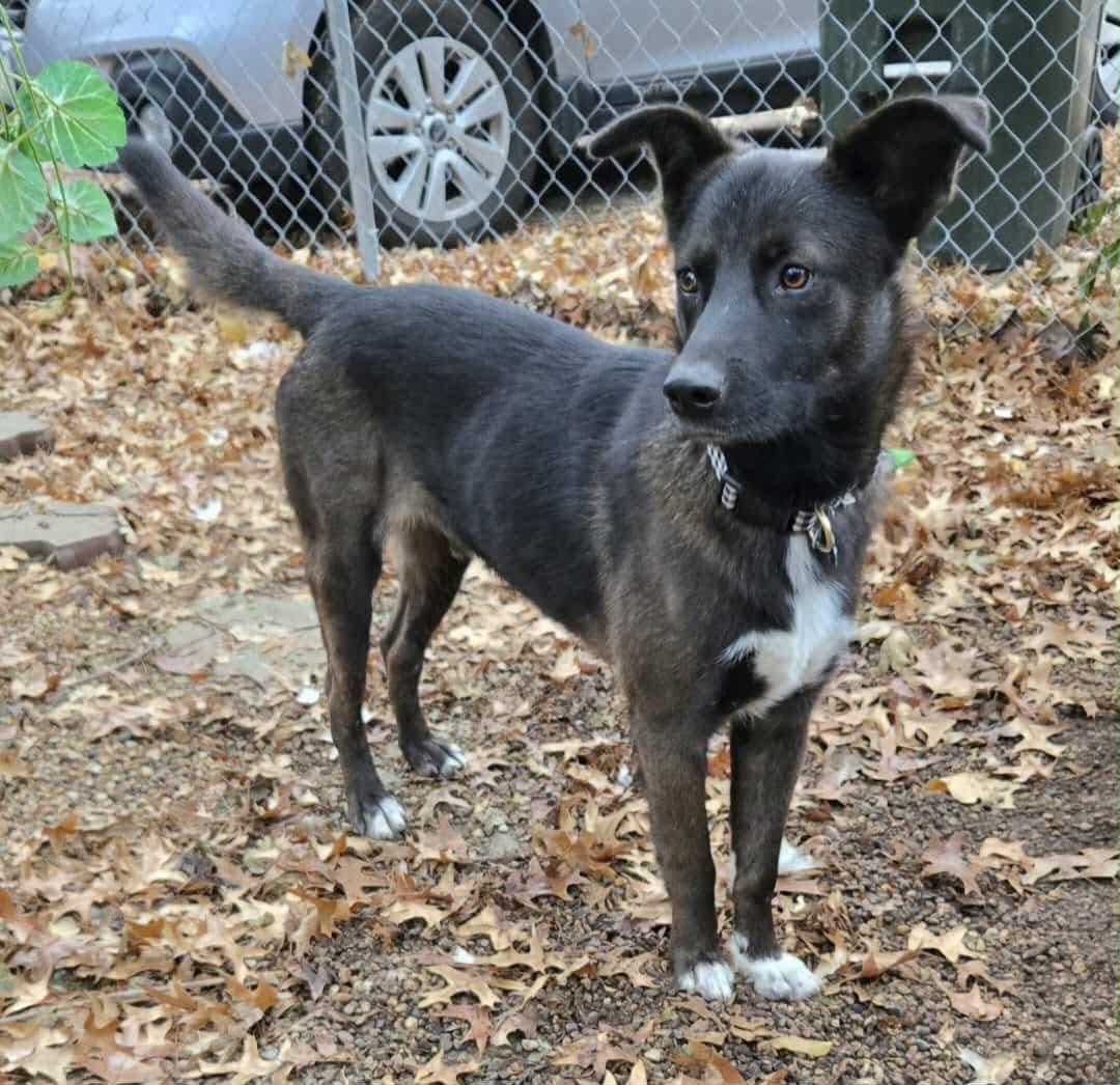 Enlarge Garrett , an adopted mixed breed in Sioux City, IA image 2/4