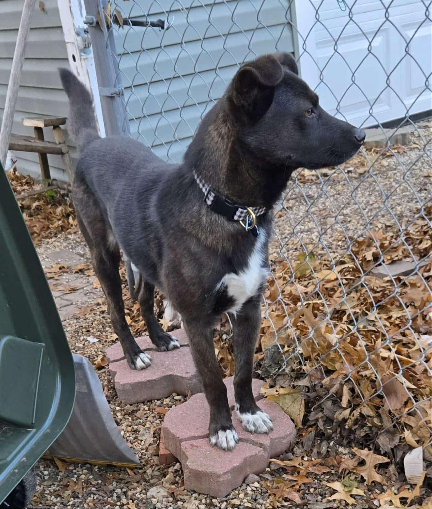 Enlarge Garrett , an adopted mixed breed in Sioux City, IA image 3/4