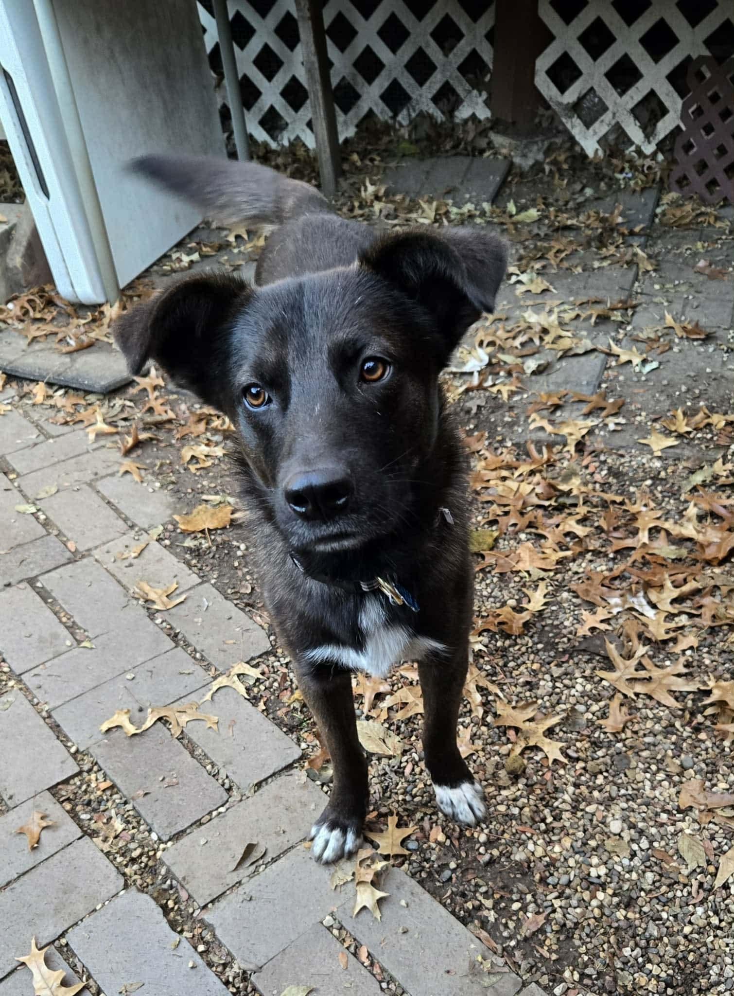 Enlarge Garrett , an adopted mixed breed in Sioux City, IA image 4/4