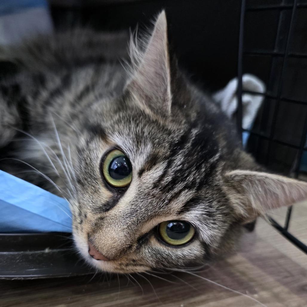 Jingles, Adoptable, Adult Female Domestic Short Hair.