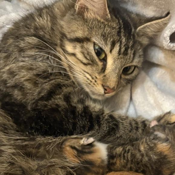 Jingles, Adoptable, Adult Female Domestic Short Hair.