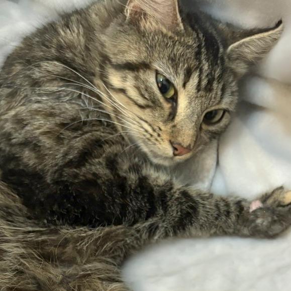 Jingles, Adoptable, Adult Female Domestic Short Hair.