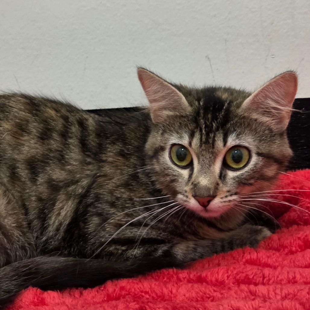Enlarge Jingles, a Adoptable Domestic Short Hair in Chapel Hill, NC image 3/3