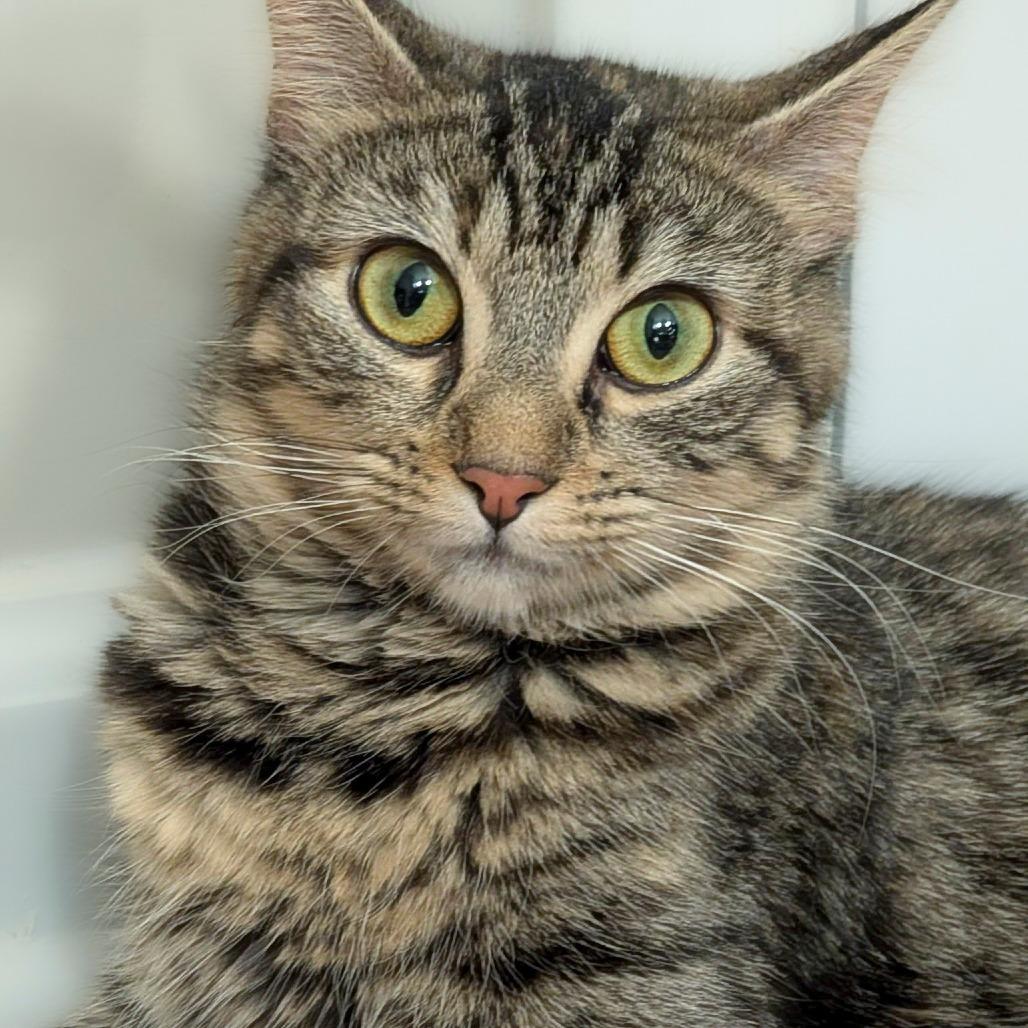Jingles, a Adoptable Domestic Short Hair in Chapel Hill, NC image 2/2