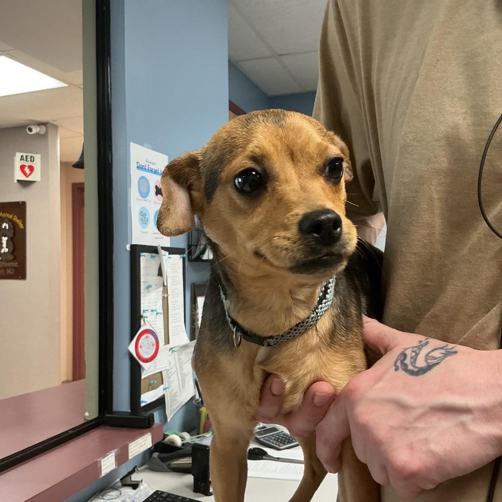 Thadius, Adoptable, Young Male Beagle & Mixed Breed.