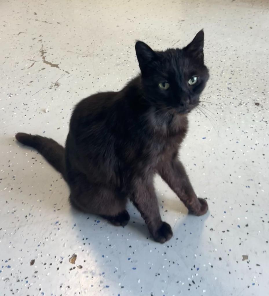 Willow, a Adoptable mixed breed in Brookings, OR image 1/2
