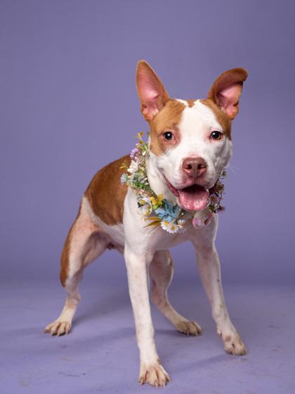 Eria, Adoptable, Adult Female Pit Bull Terrier & Mixed Breed.