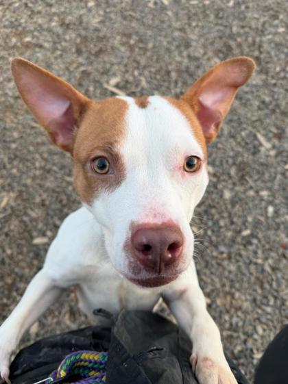 Eria, a Adoptable mixed breed in Atlanta, GA image 2/3