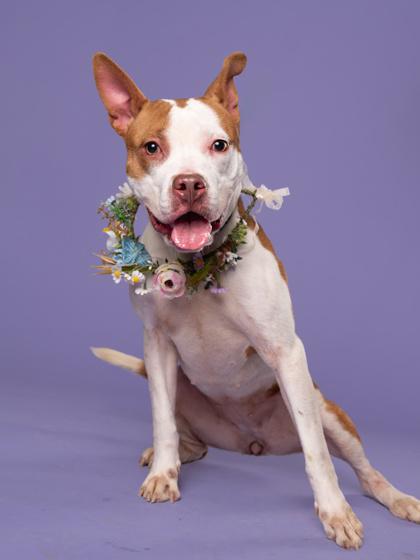 Eria, a Adoptable mixed breed in Atlanta, GA image 3/3
