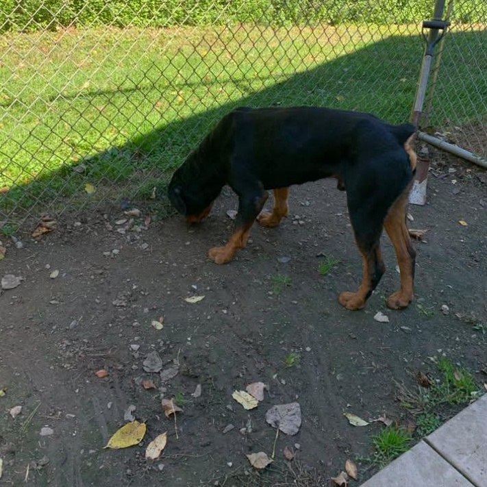 Enlarge Ruckus, a Adoptable Rottweiler in New Milford, CT image 2/3