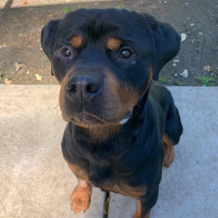 Enlarge Ruckus, a Adoptable Rottweiler in New Milford, CT image 3/3