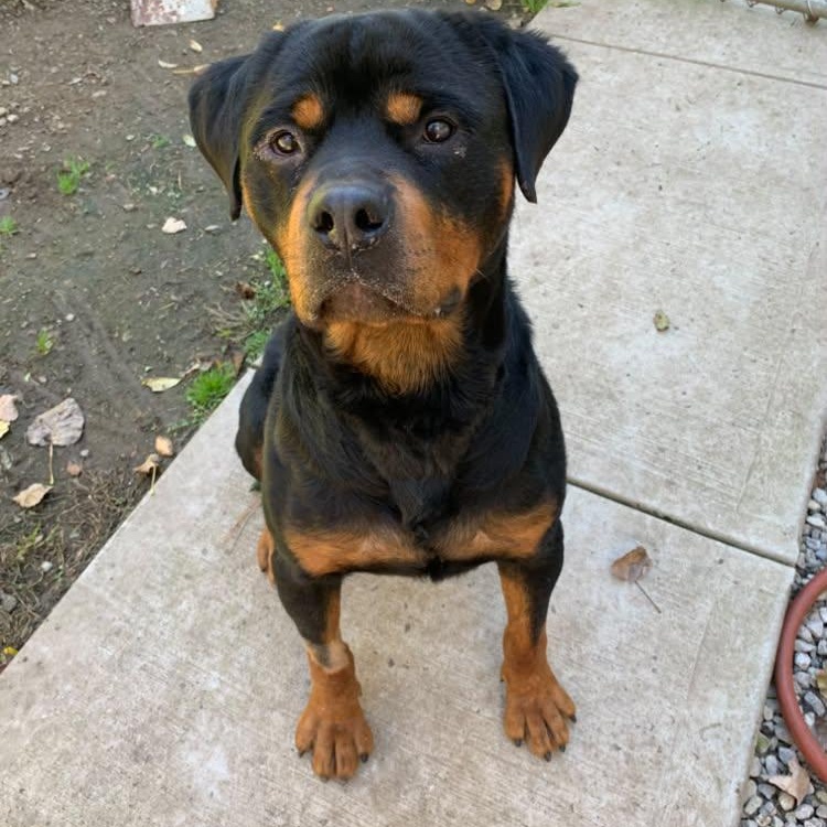 Ruckus, Adoptable, Adult Male Rottweiler.