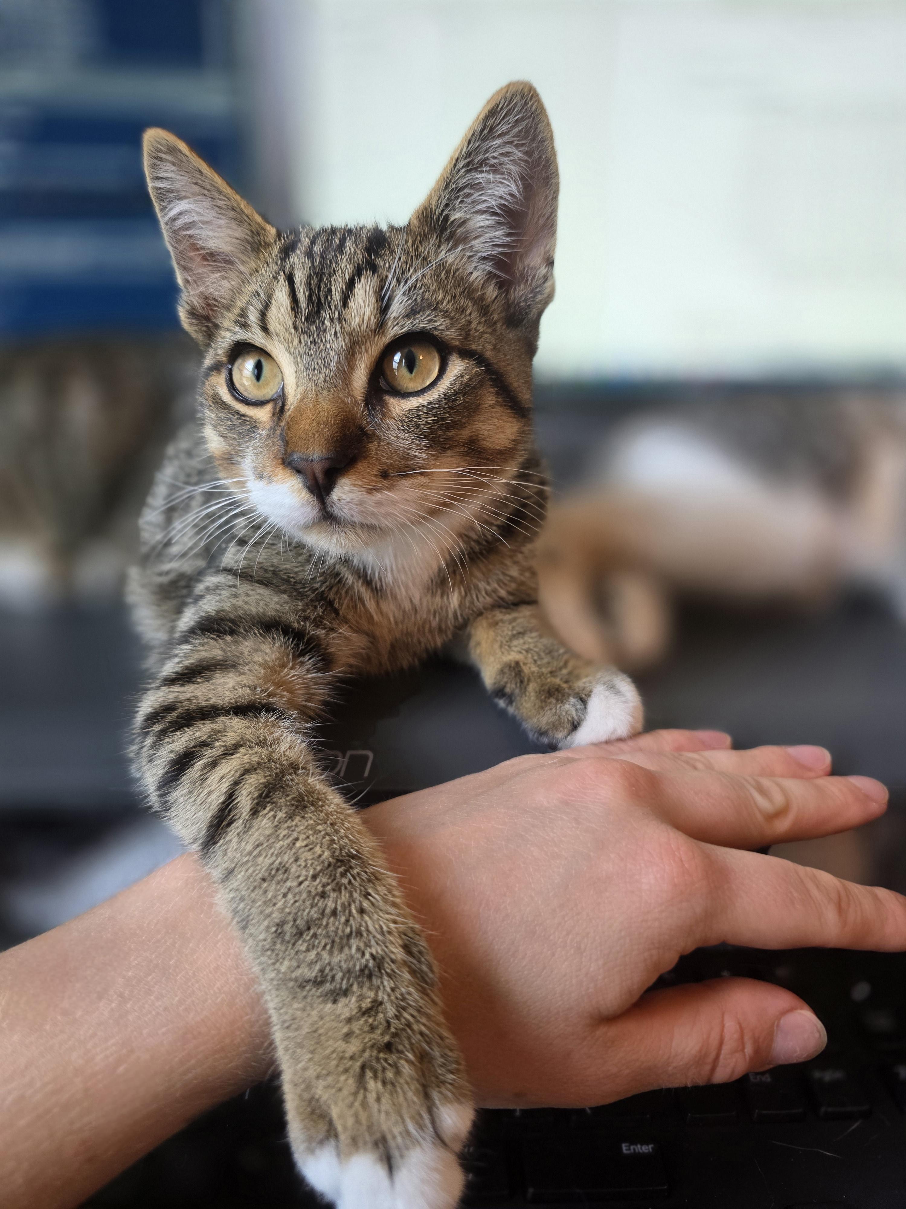Chip, adopted, Kitten Male Domestic Short Hair.