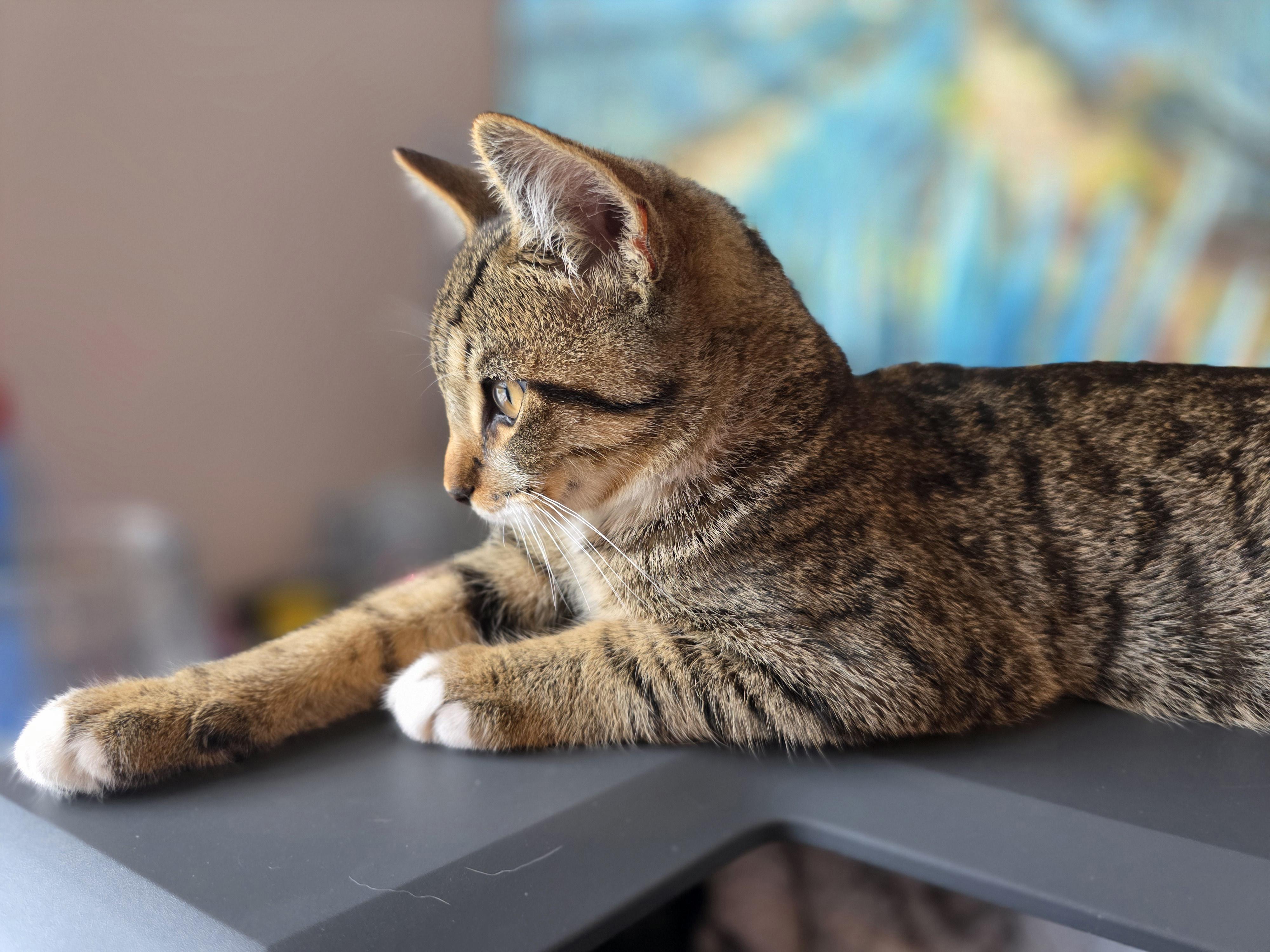Chip, an adopted Domestic Short Hair in Wilmington, NC image 6/6