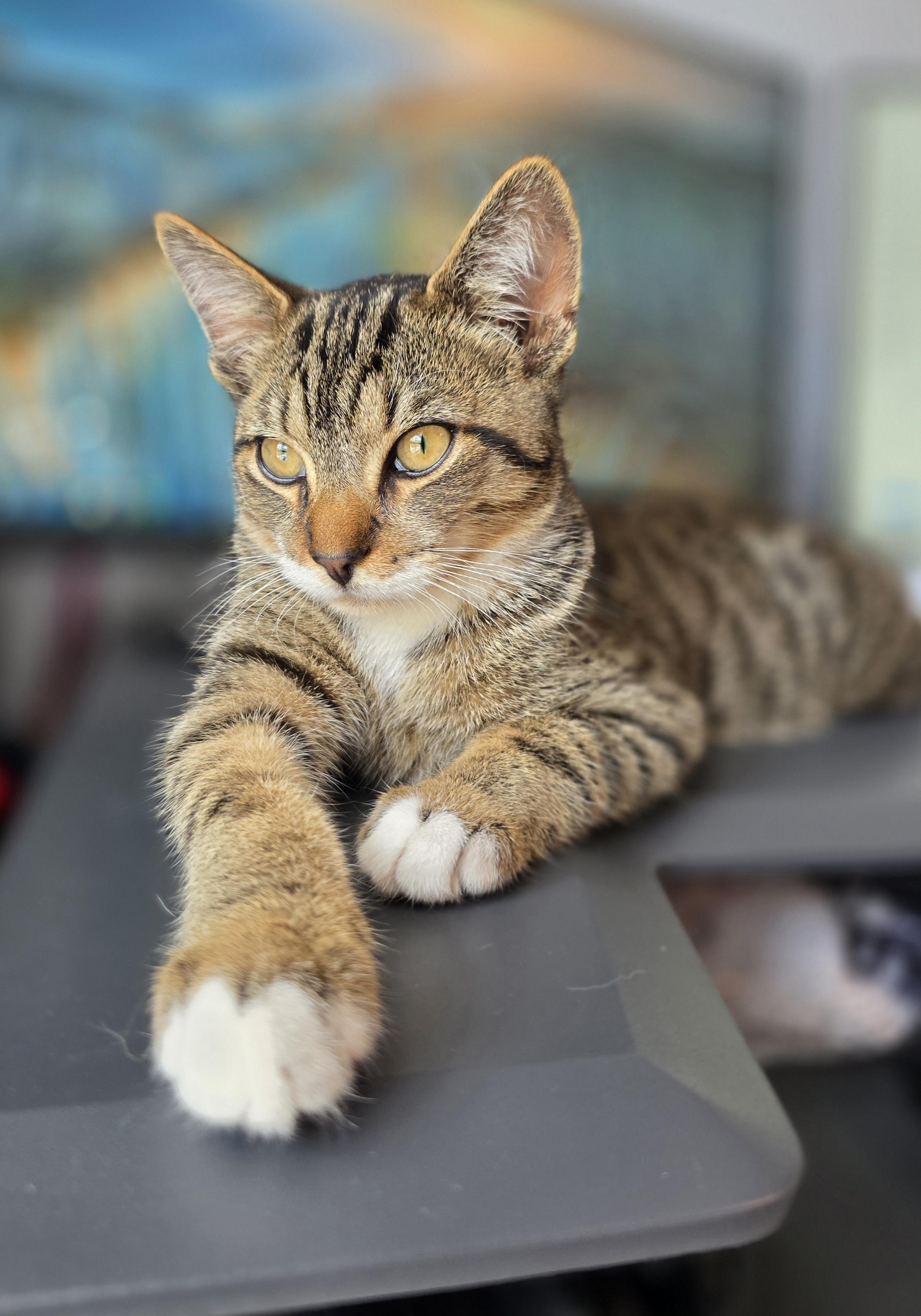 Chip, an adopted Domestic Short Hair in Wilmington, NC image 2/6