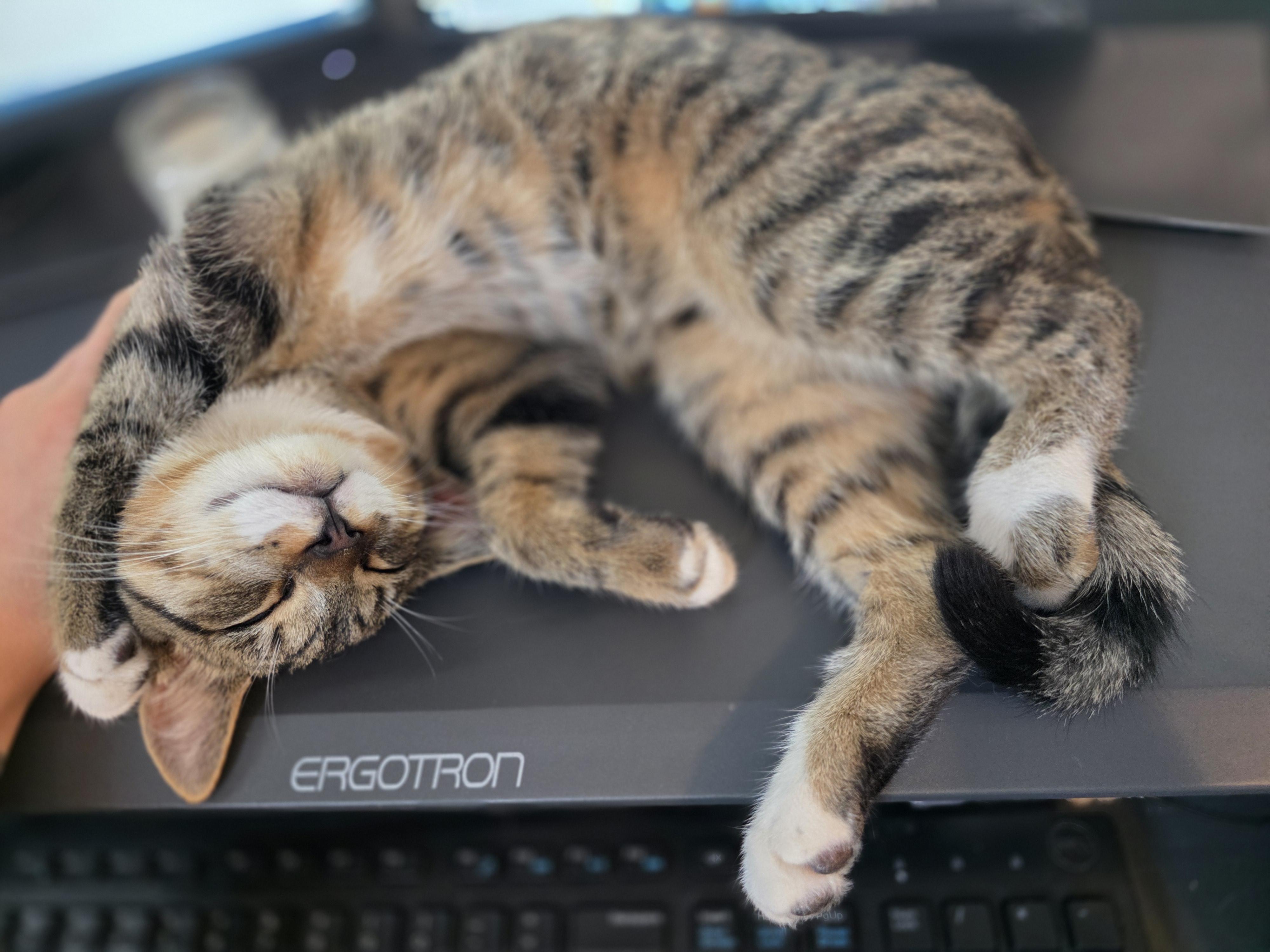 Chip, an adopted Domestic Short Hair in Wilmington, NC image 3/6