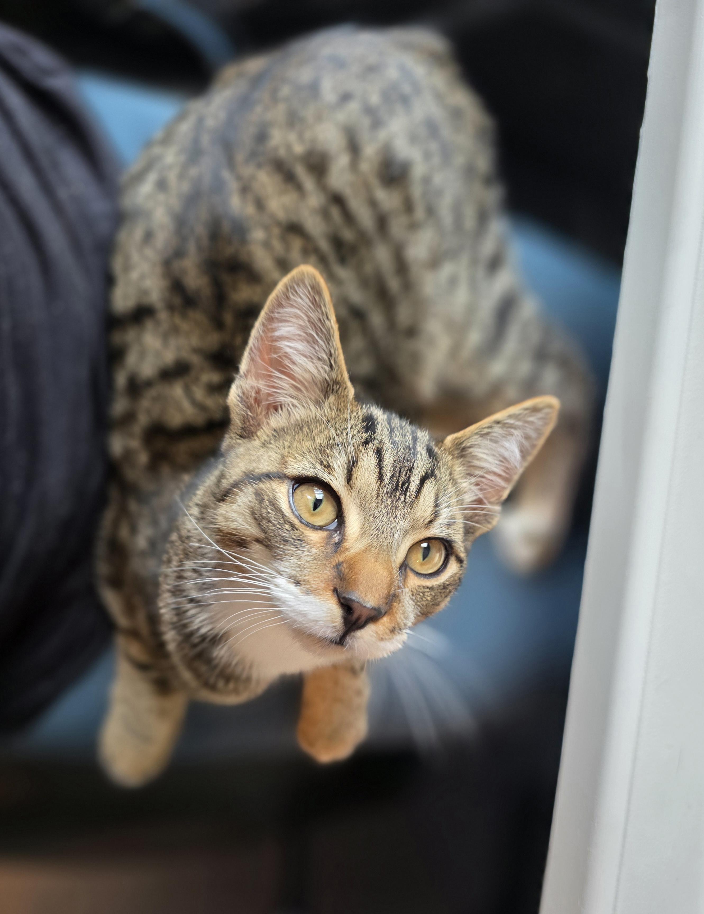 Chip, an adopted Domestic Short Hair in Wilmington, NC image 5/6