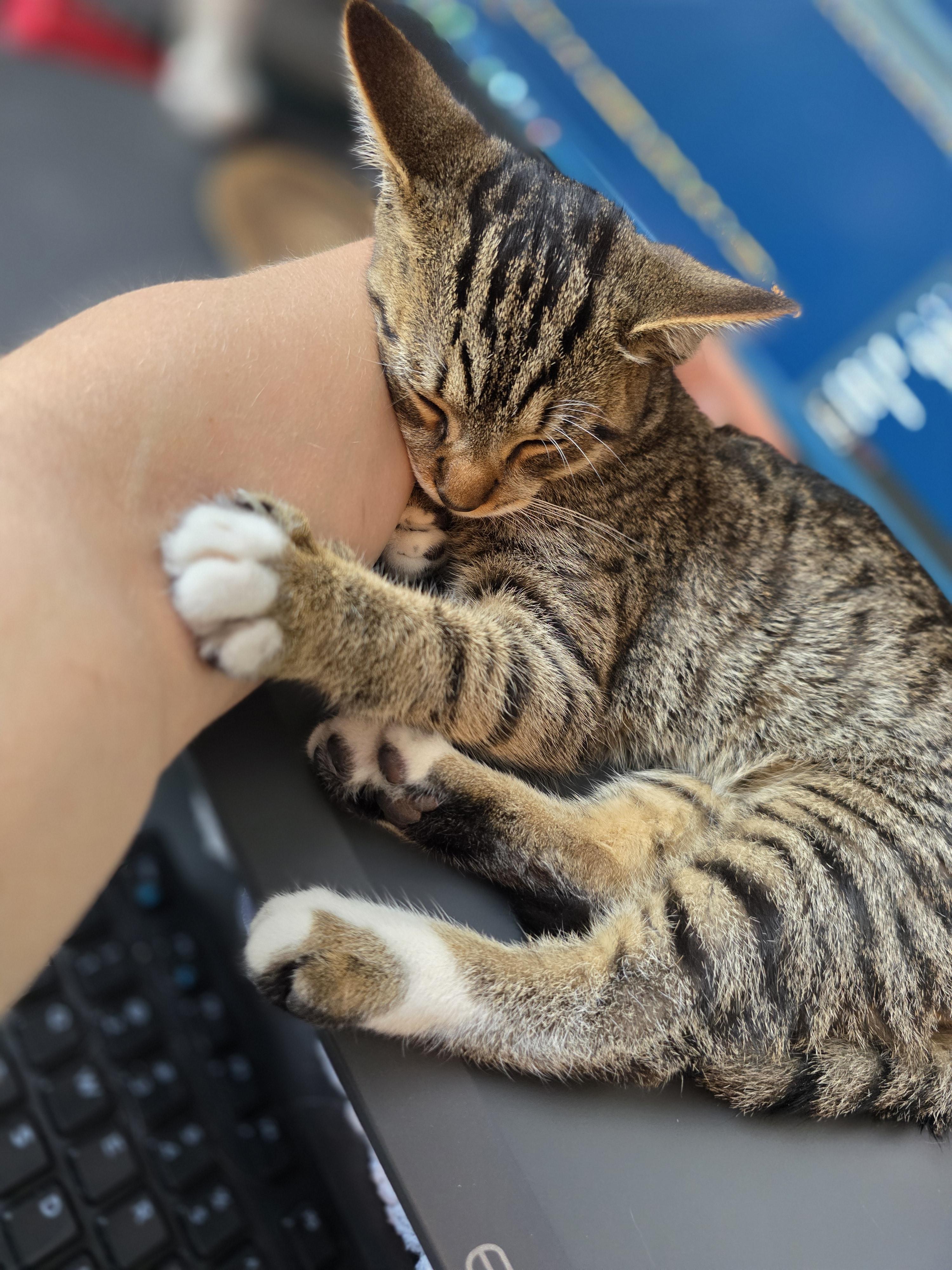 Chip, an adopted Domestic Short Hair in Wilmington, NC image 4/6