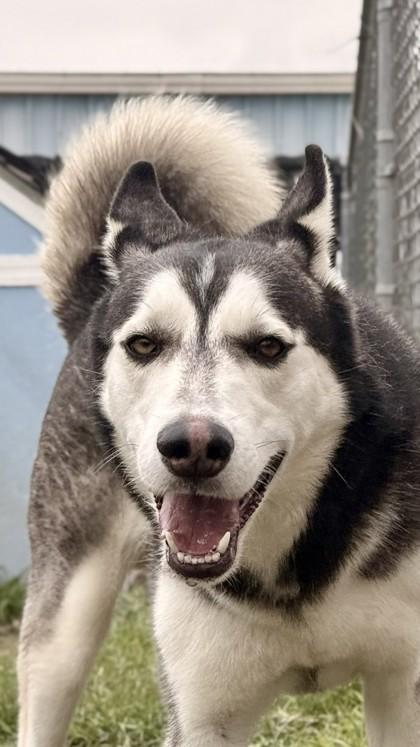 Smokey, Adoptable, Adult Male Husky & Mixed Breed.