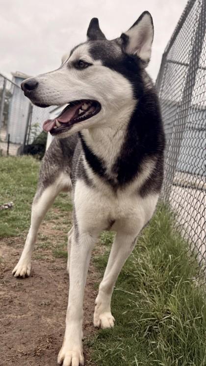 Smokey, a Adoptable mixed breed in Balch Springs, TX image 2/3