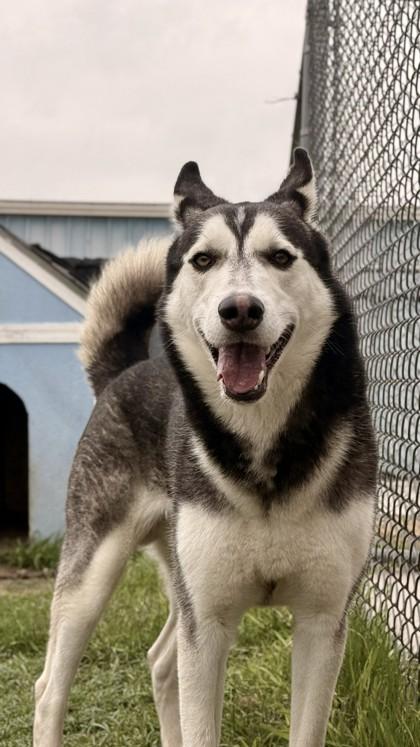 Smokey, a Adoptable mixed breed in Balch Springs, TX image 3/3