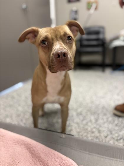 Enlarge Buddy, a Adoptable mixed breed in Vincennes, IN image 1/1