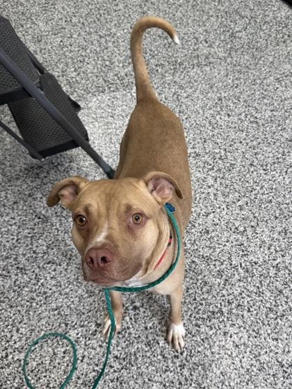 Enlarge Buddy, a Adoptable mixed breed in Vincennes, IN image 1/1