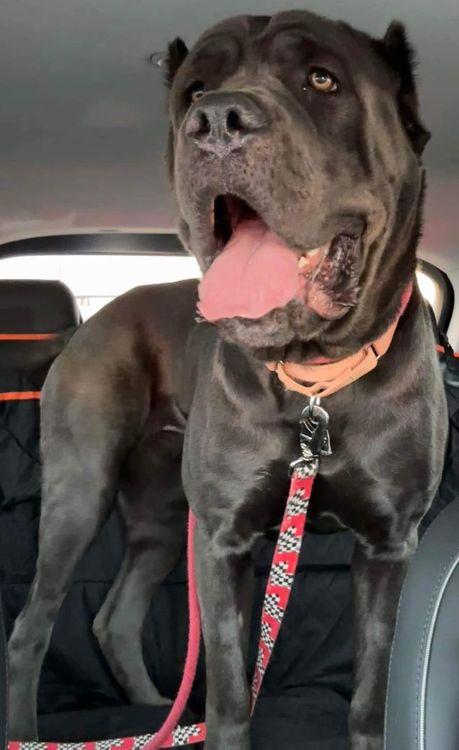 Enlarge Luna, a Adoptable Cane Corso in Larkspur, CO image 1/6