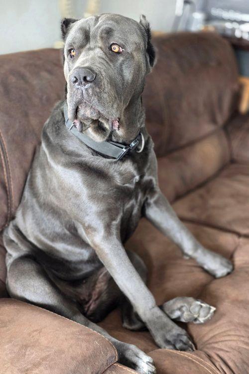 Enlarge Luna, a Adoptable Cane Corso in Larkspur, CO image 2/6
