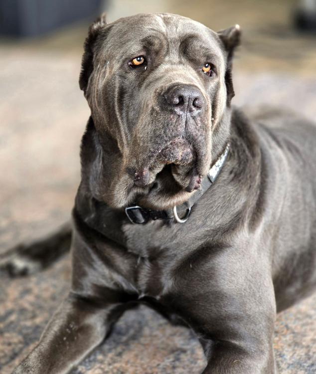 Enlarge Luna, a Adoptable Cane Corso in Larkspur, CO image 3/6