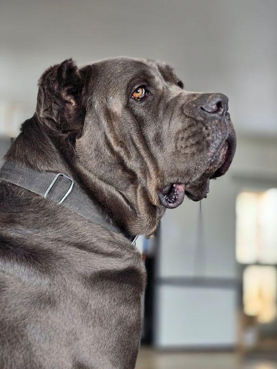 Enlarge Luna, a Adoptable Cane Corso in Larkspur, CO image 4/6