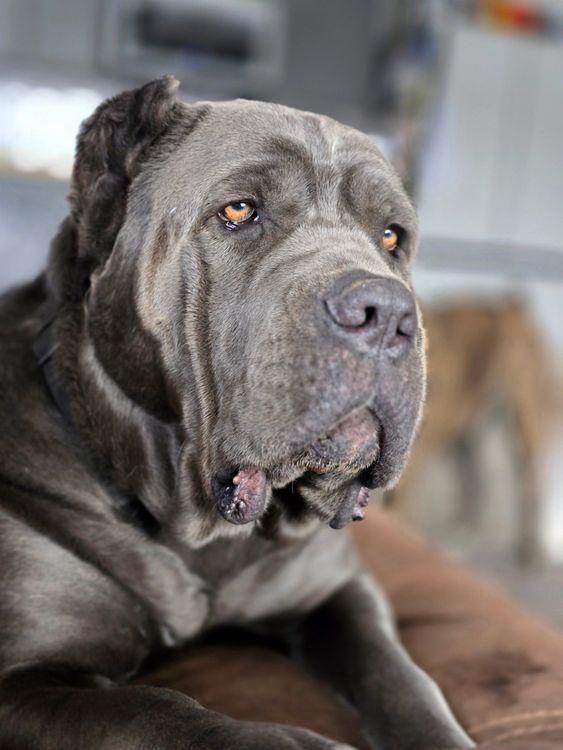 Enlarge Luna, a Adoptable Cane Corso in Larkspur, CO image 5/6