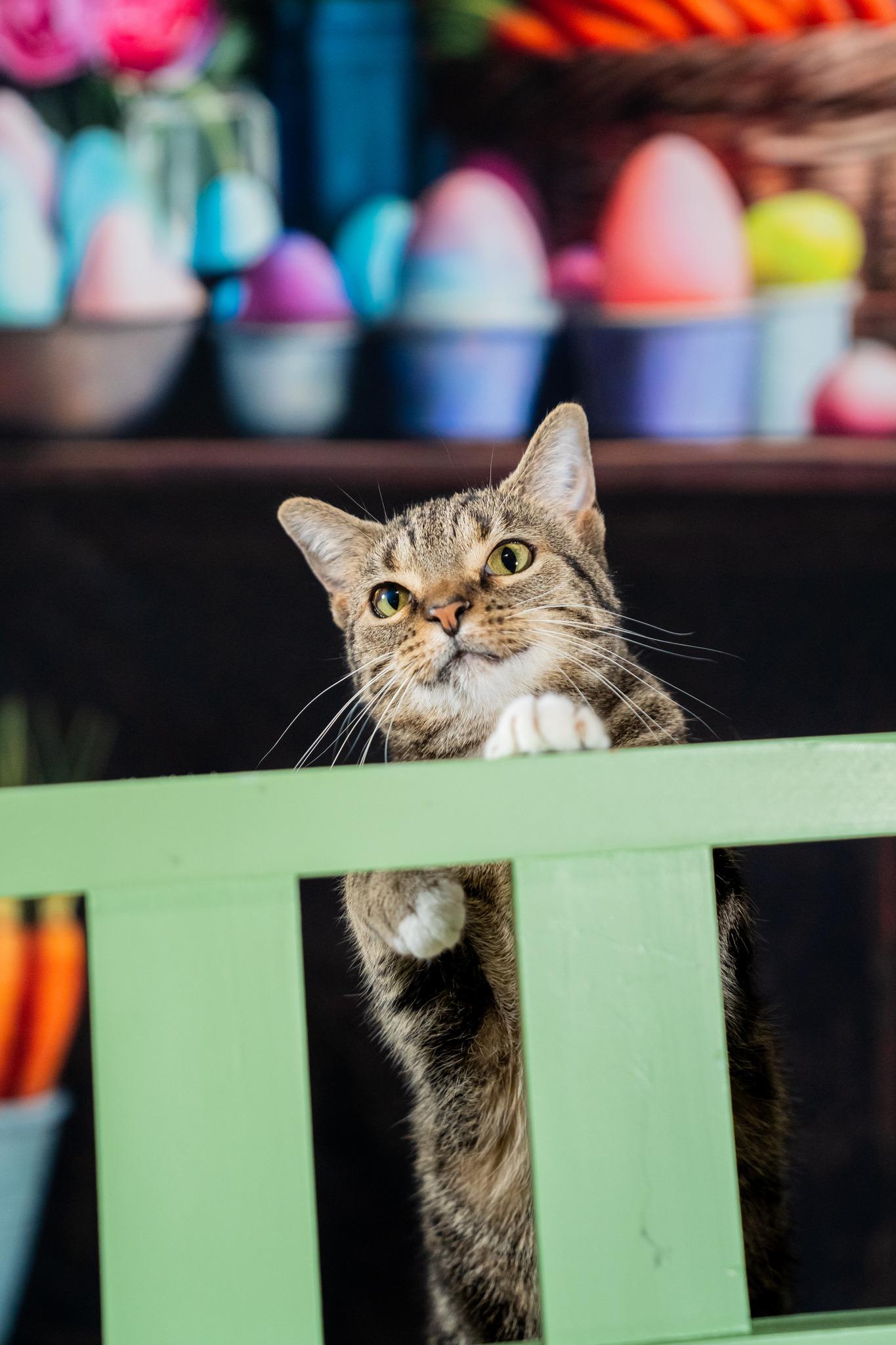 Maxine, a ADOPTABLE Domestic Short Hair in Dellslow, WV image 4/5