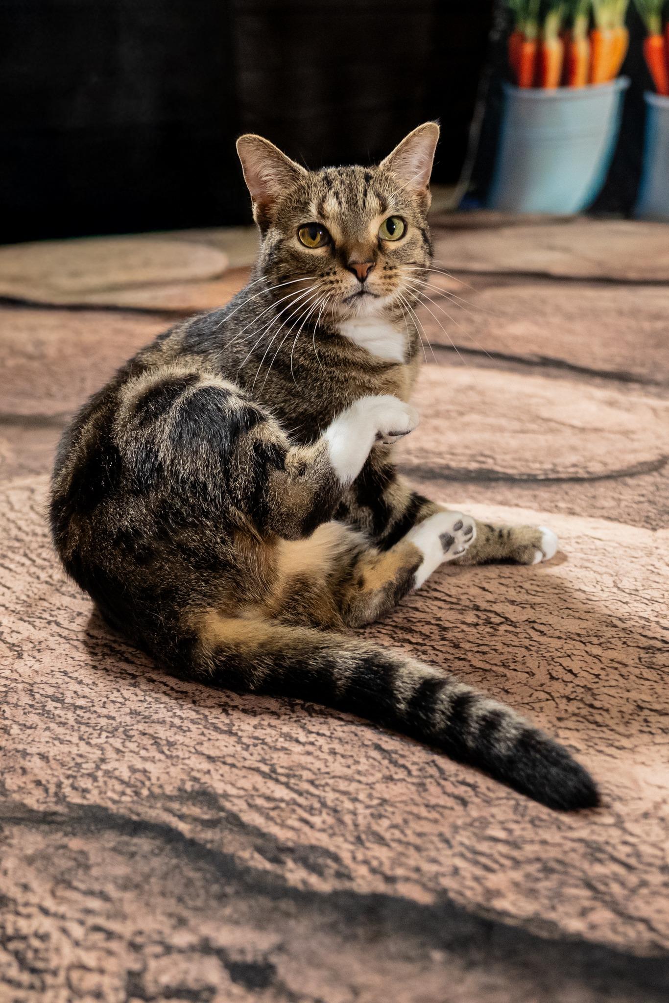 Maxine, a ADOPTABLE Domestic Short Hair in Dellslow, WV image 3/5