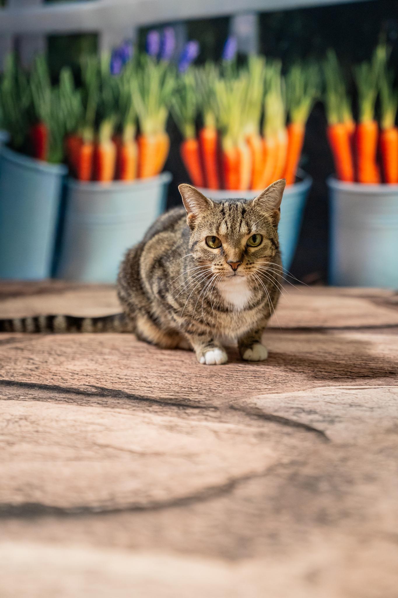 Maxine, a ADOPTABLE Domestic Short Hair in Dellslow, WV image 1/5