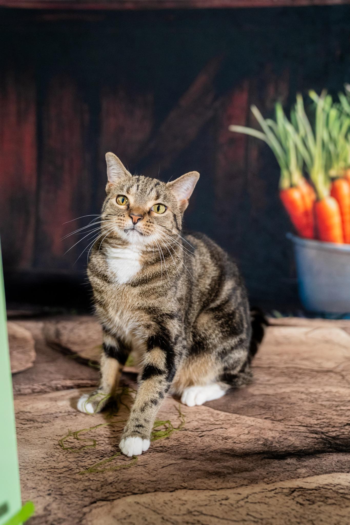 Maxine, a ADOPTABLE Domestic Short Hair in Dellslow, WV image 5/5