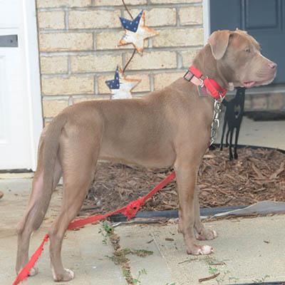 Enlarge Myst, a Adoptable mixed breed in Wrightsville Beach, NC image 6/6