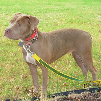 Enlarge Myst, a Adoptable mixed breed in Wrightsville Beach, NC image 5/6