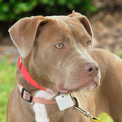 Enlarge Myst, a Adoptable mixed breed in Wrightsville Beach, NC image 2/6