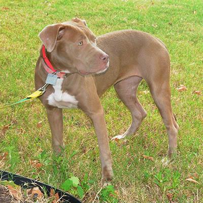 Enlarge Myst, a Adoptable mixed breed in Wrightsville Beach, NC image 4/6