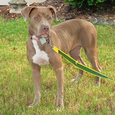 Myst, Adoptable, Young Female Labrador Retriever & Pit Bull Terrier.