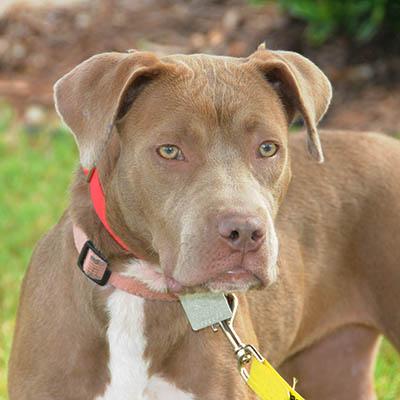 Enlarge Myst, a Adoptable mixed breed in Wrightsville Beach, NC image 3/6