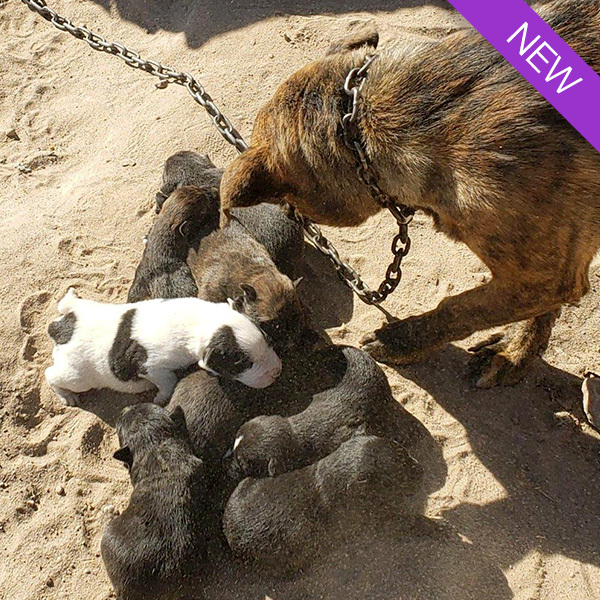 Simone (bonded with Joey), a Adoptable mixed breed in Phoenix, AZ image 5/6