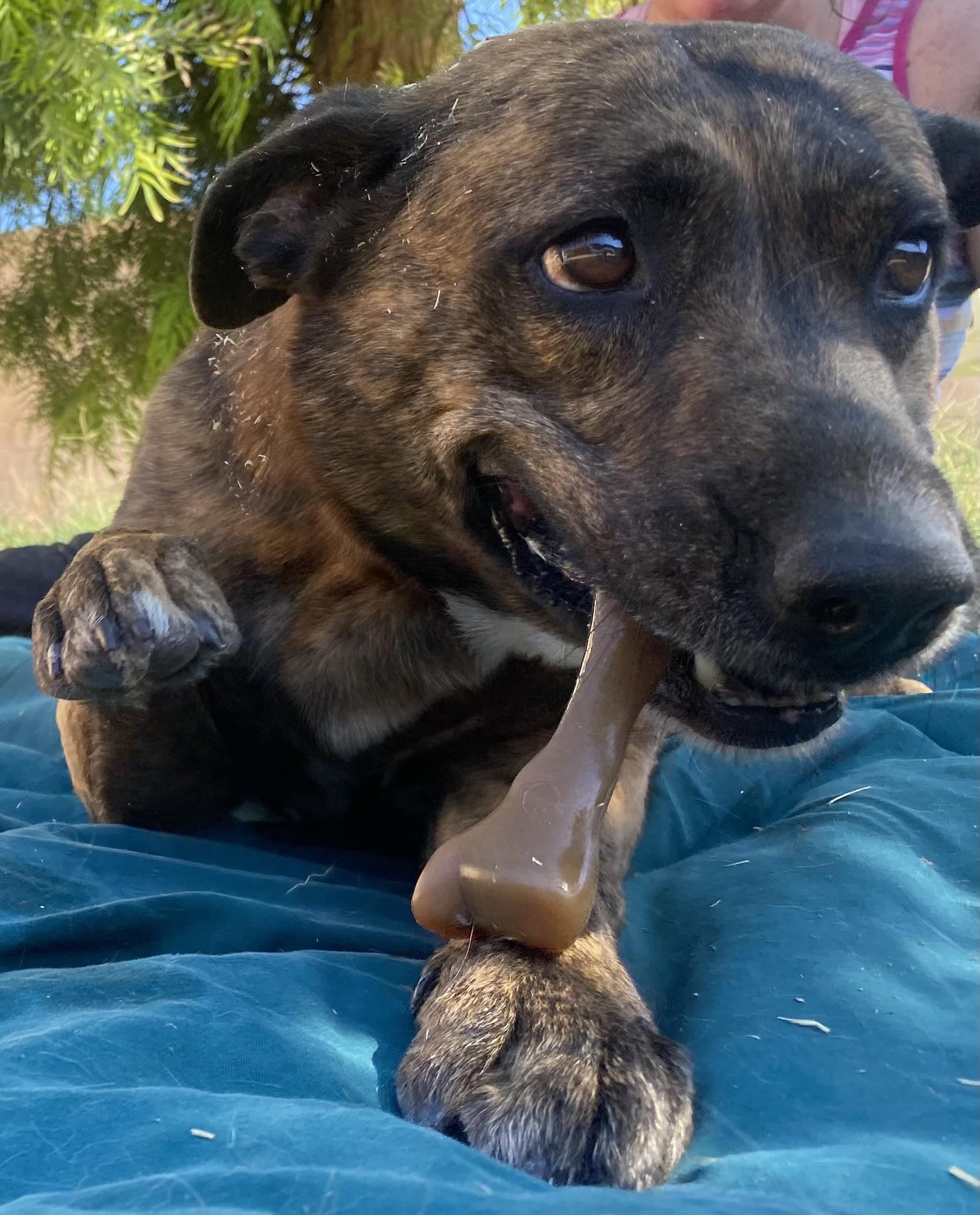 Simone (bonded with Joey), a Adoptable mixed breed in Phoenix, AZ image 6/6