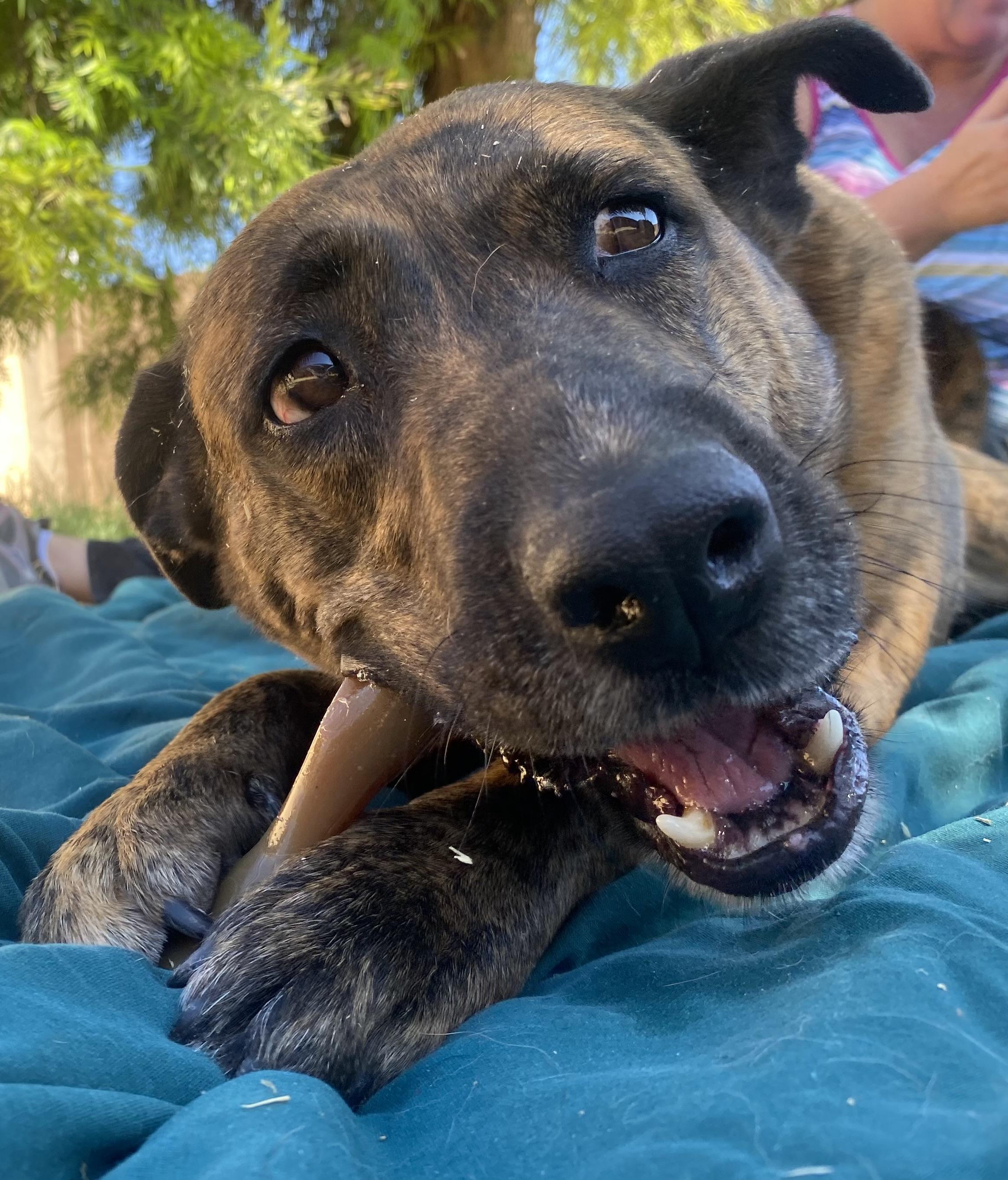 Simone (bonded with Joey), Adoptable, Young Female Shepherd & Labrador Retriever.