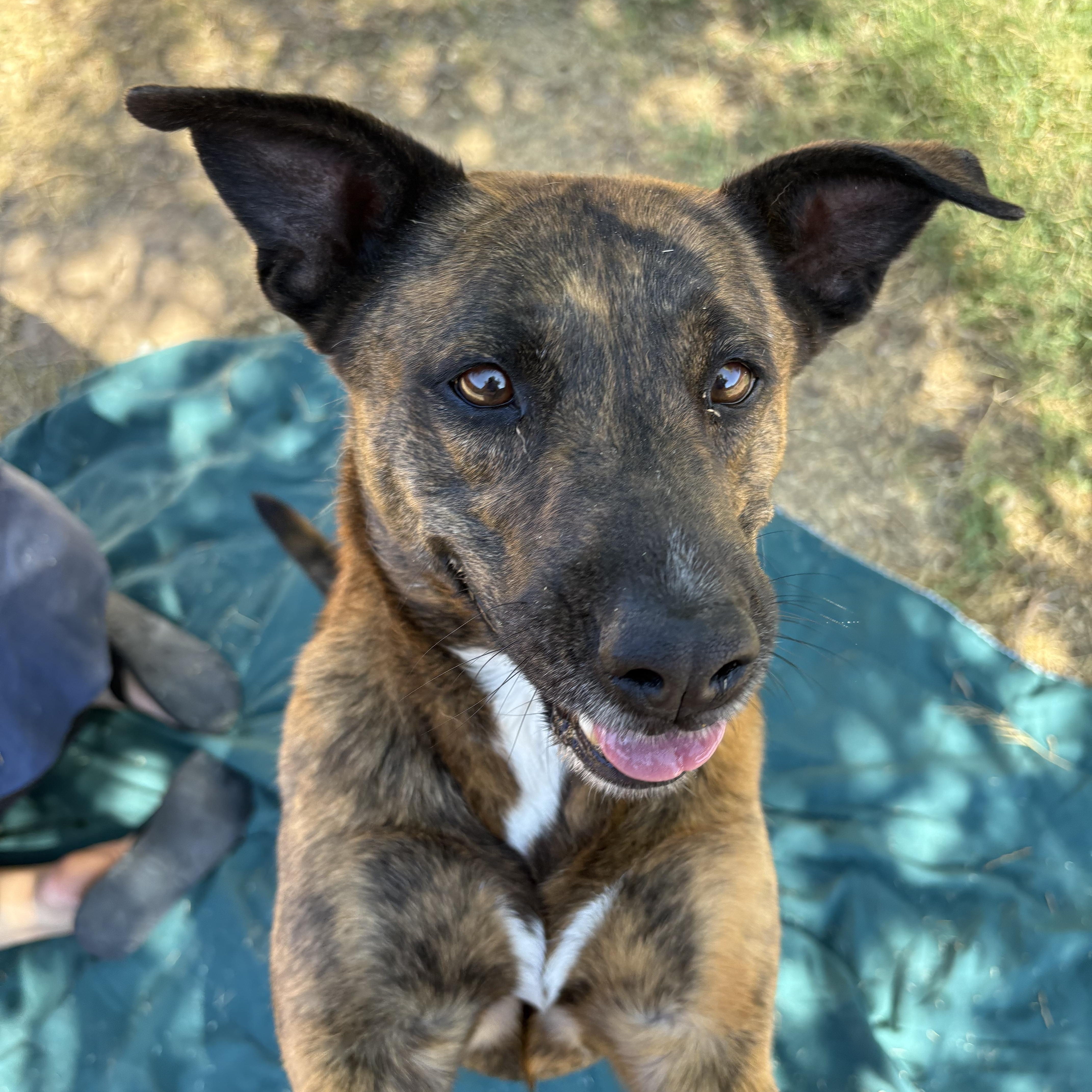 Simone (bonded with Joey), a Adoptable mixed breed in Phoenix, AZ image 3/6